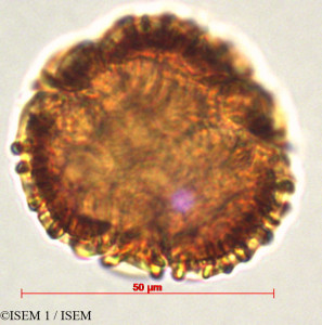 Passiflora cumbalensis - lame n° 29330